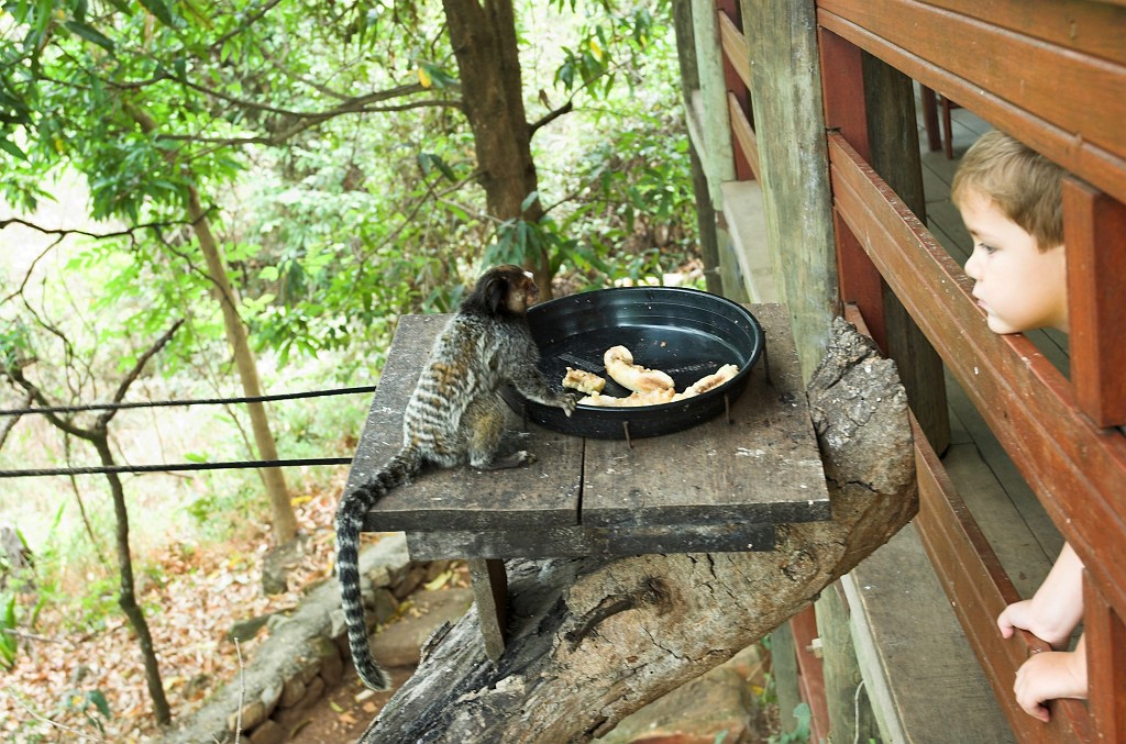 Cipo Mormoset-02.jpg - Tufted-ear Marmoset (Clitoris jacchus), Brazil 2005